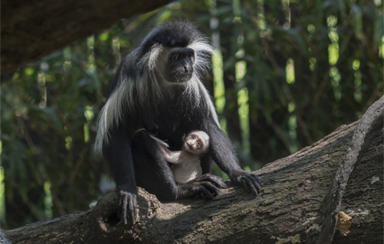 _Julie Larsen Maher_3317_Angolan Colobus and Baby_CON_BZ_08 22 17.JPG
